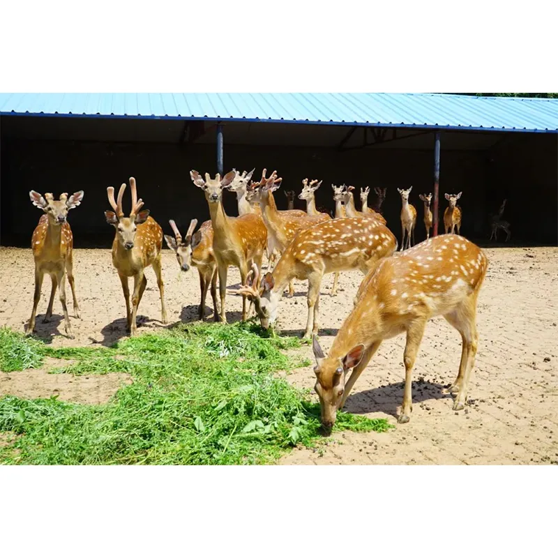 Первый в мире стандартизированный вид оленевых — Китайский пятнистый олень Шуанъян