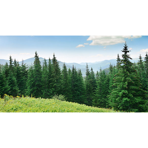 Технология «фитозахвата» от Казахстанского научно-исследовательского института помогает улавливать пыль в воздухе вблизи золотодобывающего рудника