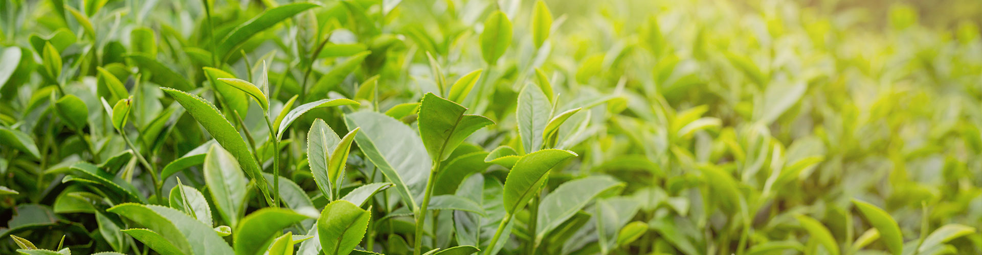 Классическая Золотая нить Дяньхун