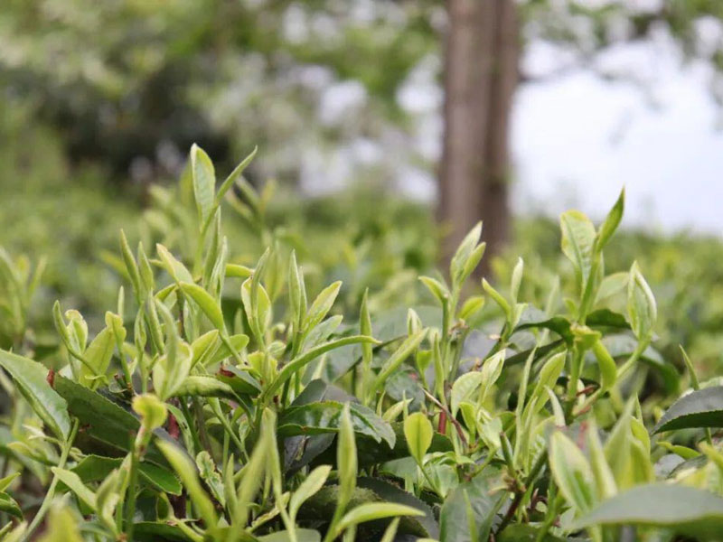 Международный день чая: знакомимся с нашим юньнаньским чаем дянь хун