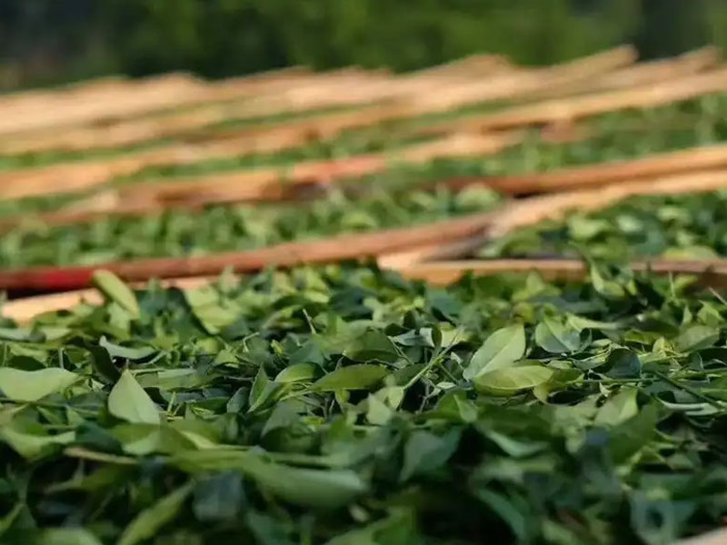 Одна статья — и вы узнаете, как изготавливается чай Дянь Хун