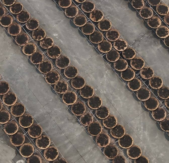 сушка чая на солнце(1)