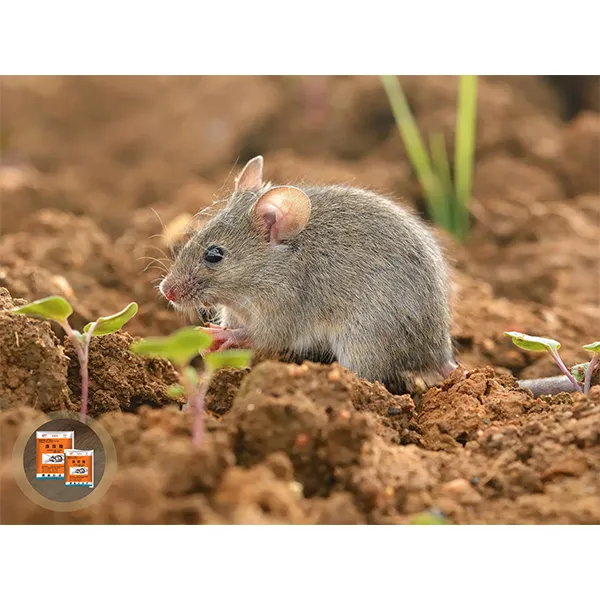 0,005% ядовитая зерновая приманка на основе бромадиолона 100 г (натуральное зерно)