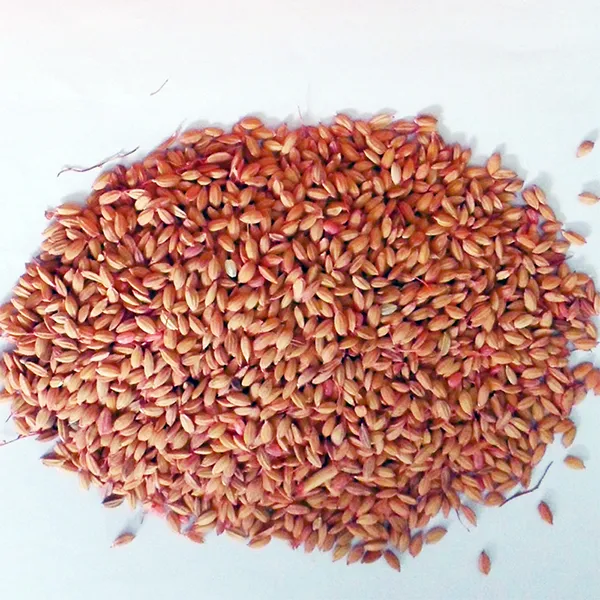 0,01% зерновая приманка на основе бромадиолона 100 г (рис)