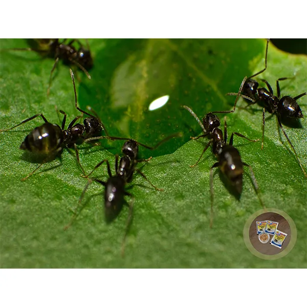 1% приманка от муравьев на основе хлорпирифоса 5 г