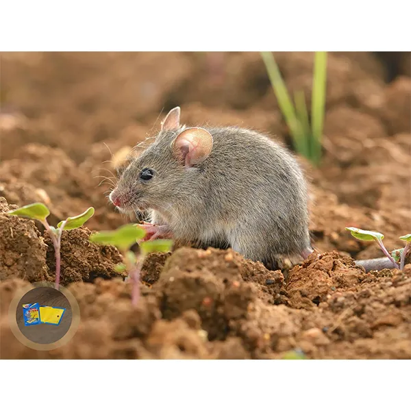 Высококачественная клеевая ловушка для грызунов