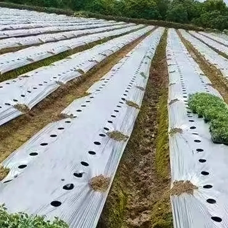 Перфорированная мульчирующая плёнка