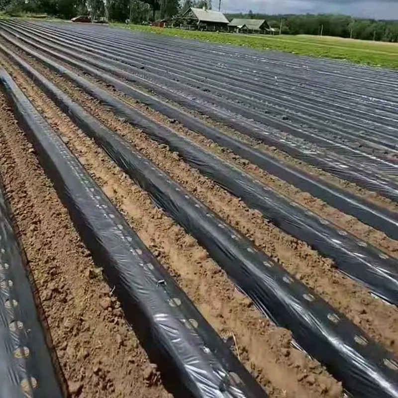 Перфорированная мульчирующая плёнка