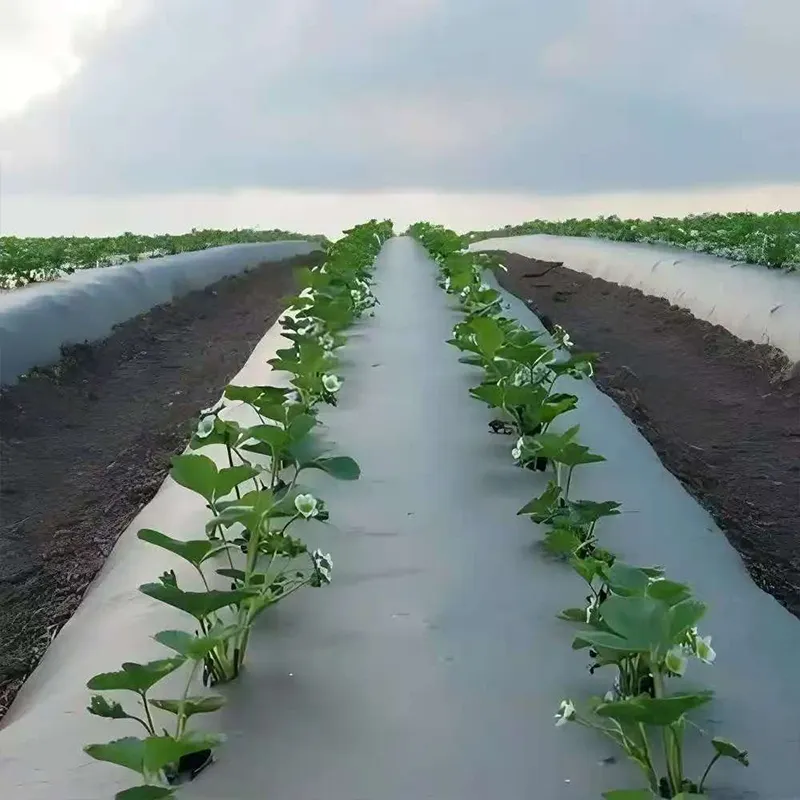 Полностью биоразлагаемая мульчирующая плёнка