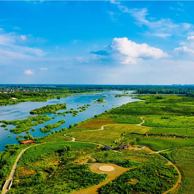 Вино гинкго