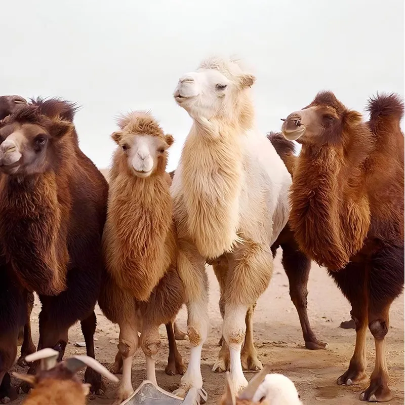 Алашанский двугорбый верблюд