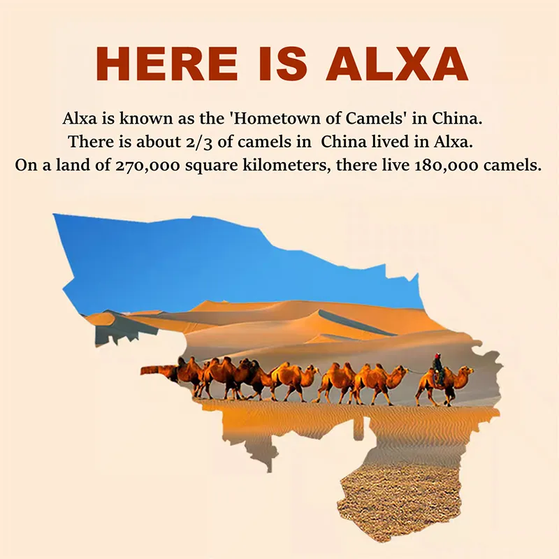 Район производства шерсти двугорбых верблюдов Алашань
