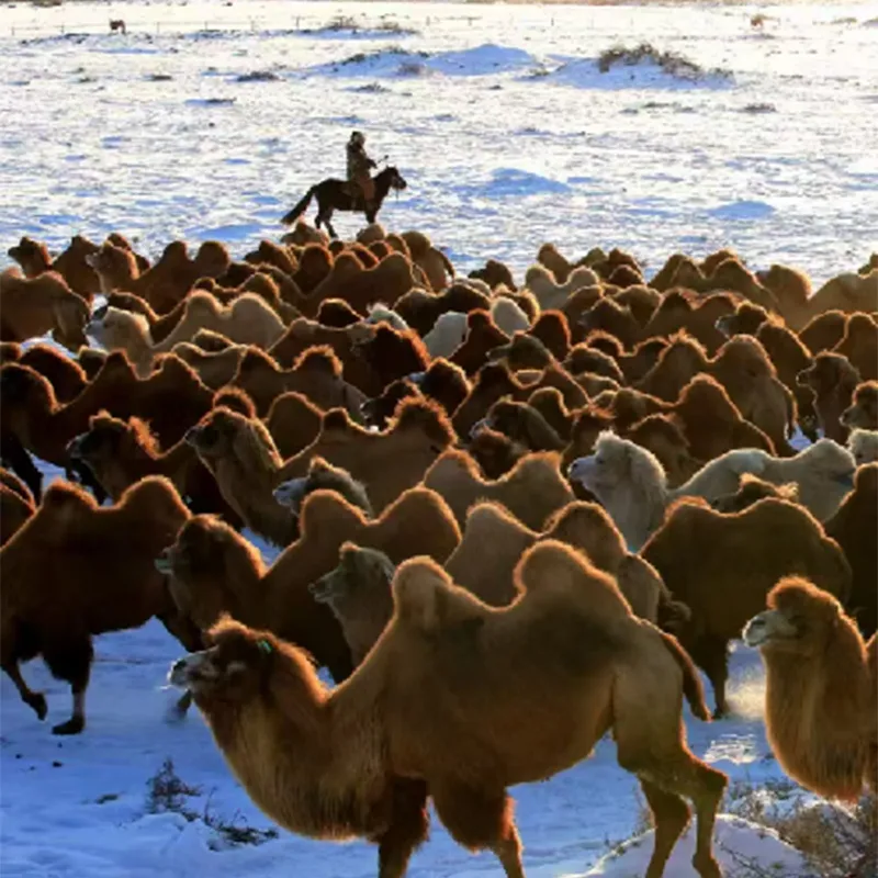 Характеристики верблюжие пуха Алашань Бактриан: