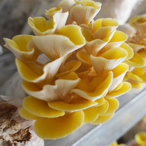 Съедобные грибы, выращенные на побегах шелковицы