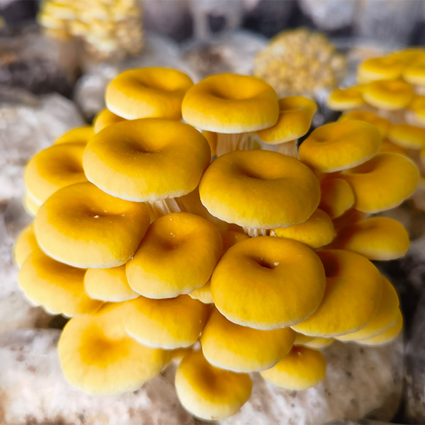 Золотая вёшенка (Pleurotus citrinopileatus) — вкус и польза в одном грибе