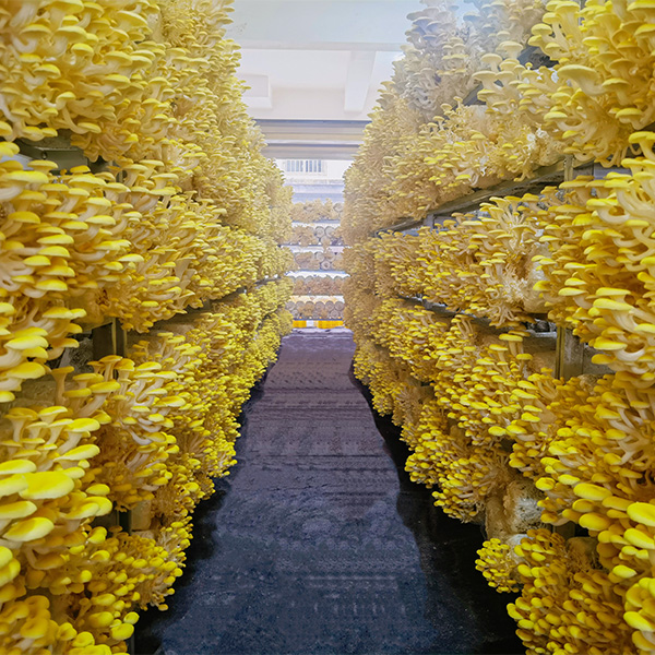 Компания Jinsang Technology способствует внедрению инновационной циклической экосистемы тутовник – шелкопряд – грибы – удобрения в уезде Ниннань