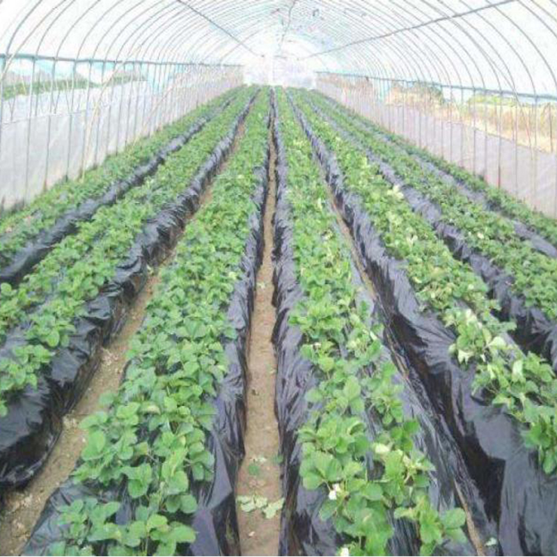 Мульчирующая пленка