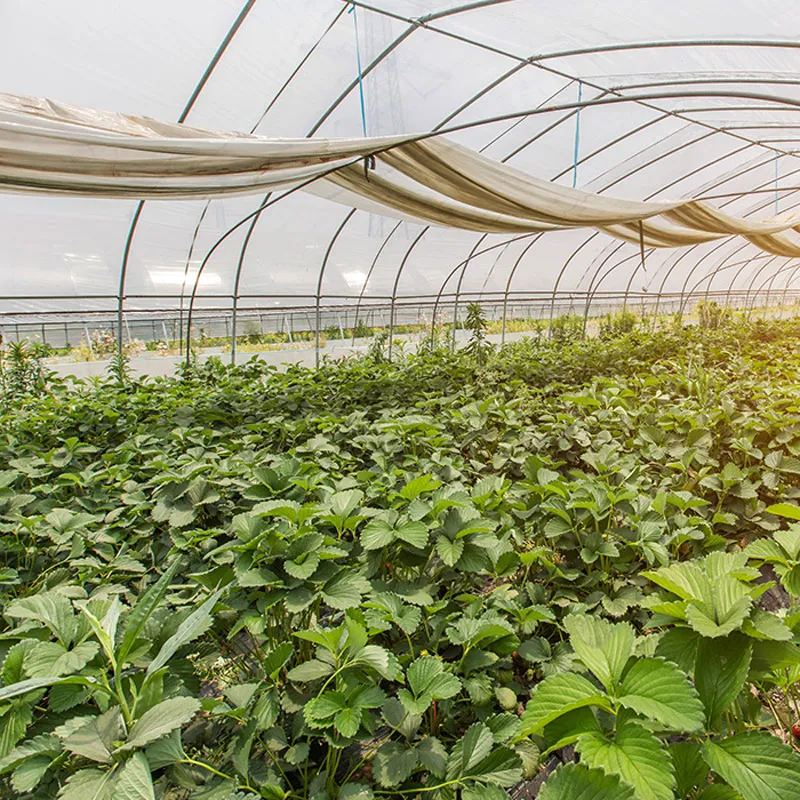 Введение в теплицы