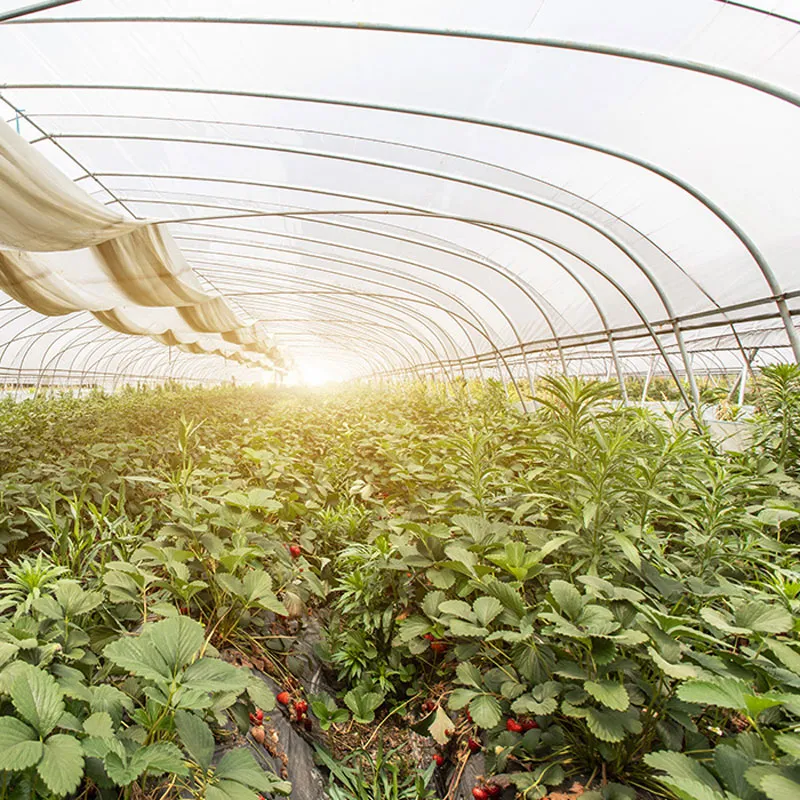 Классификация типов пластиковых теплиц