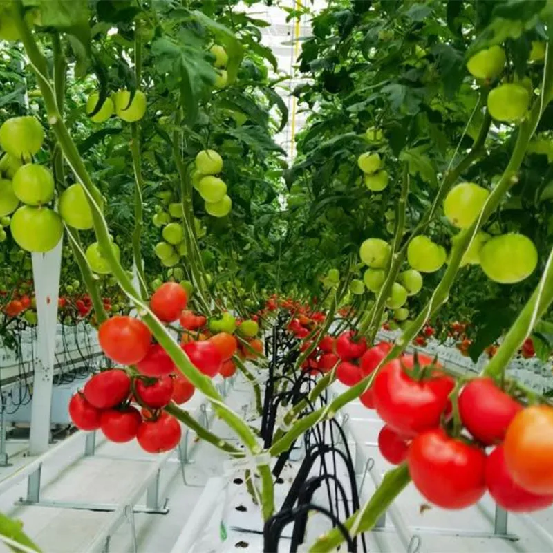 Выращивание томатов