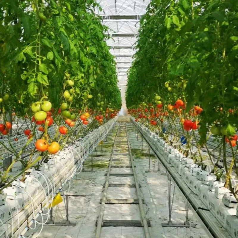 Выращивание томатов