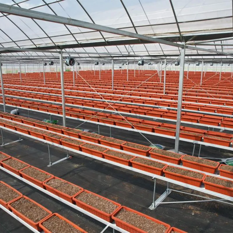 Высокогрядная клубника