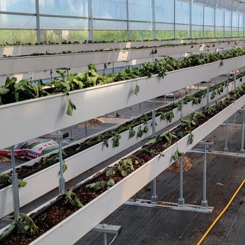 Высокогрядная клубника