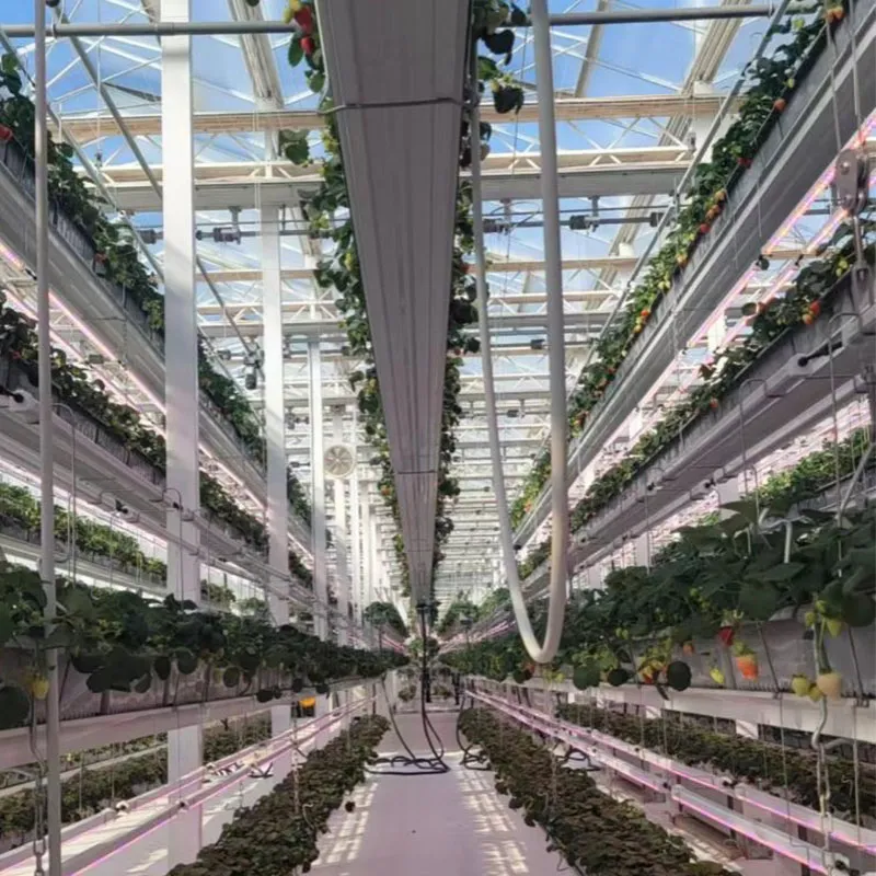 Многоярусная подъемная группа для выращивания клубники