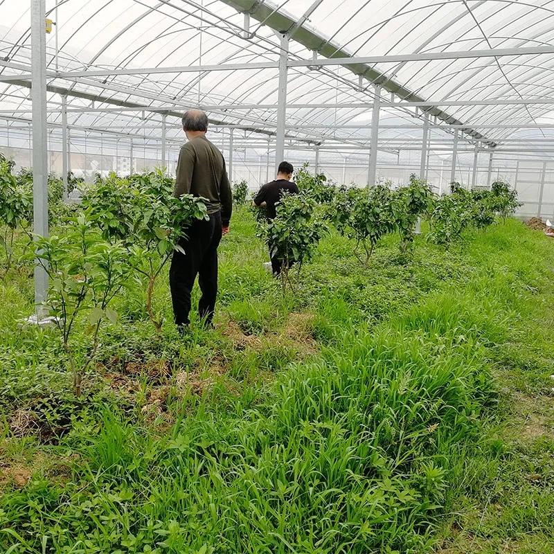 Пленочная теплица