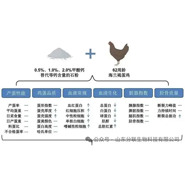 Муравьинокислый кальций может заменить порошок с изокальцием: может значительно улучшить качество яичной скорлупы
