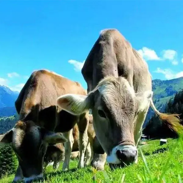 Применение муравьиной кислоты кальция в кормах для аквакультуры